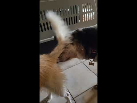 Hephaïstos en vidéo 1