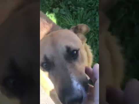 Chuppa en vidéo 1