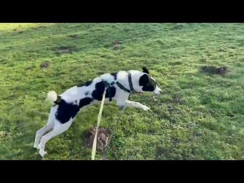 Sambo en vidéo 1