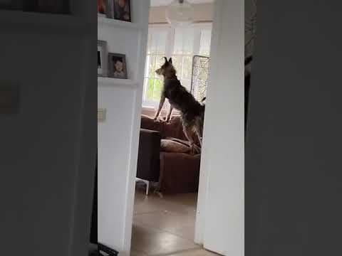Derek en vidéo 11