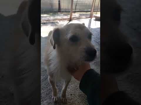 Pirate en vidéo 2