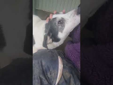 Obelix en vidéo 2