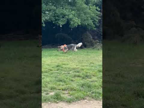 Orange en vidéo 1