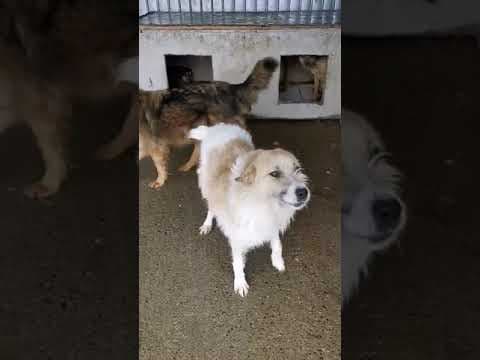 Romeo en vidéo 1