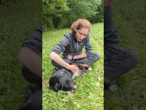 Gentiane en vidéo 1