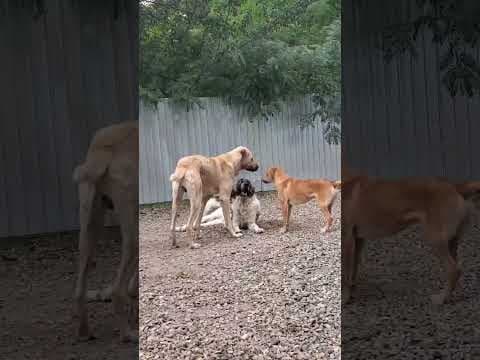 Silco en vidéo 6