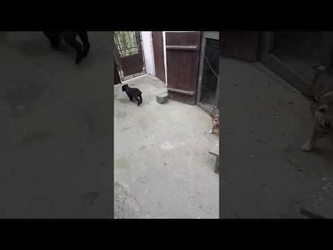 Django en vidéo 1