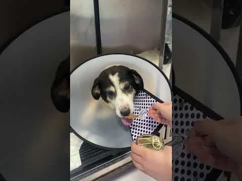 Obelix en vidéo 4