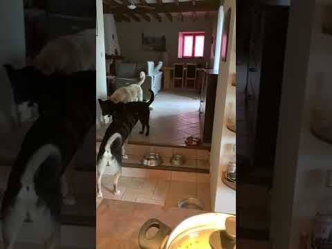Litchee en vidéo 7