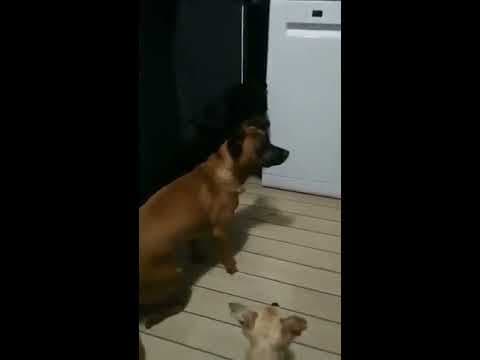 Mirza en vidéo 7
