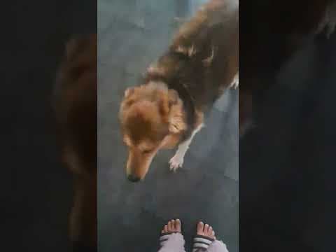 Clapa en vidéo 6