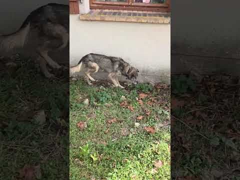 Kala en vidéo 5