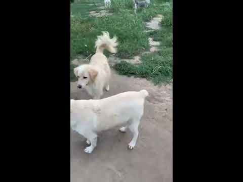 Cougar en vidéo 1