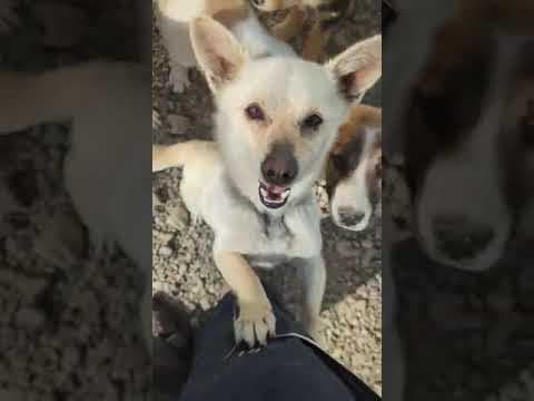 Leone en vidéo 2