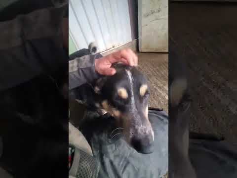 Bellini en vidéo 1