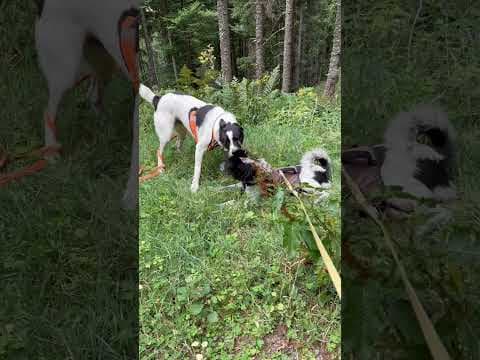 Cocky en vidéo 11