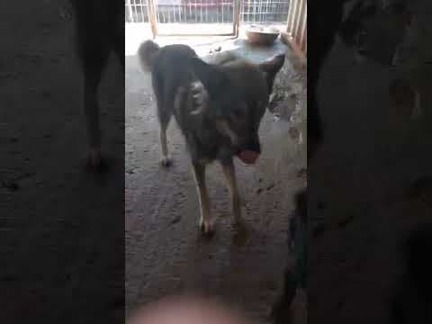 Pocus en vidéo 3