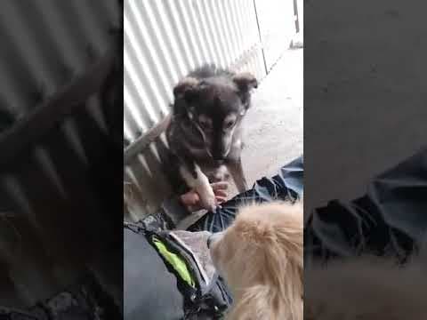 Chipo en vidéo 7