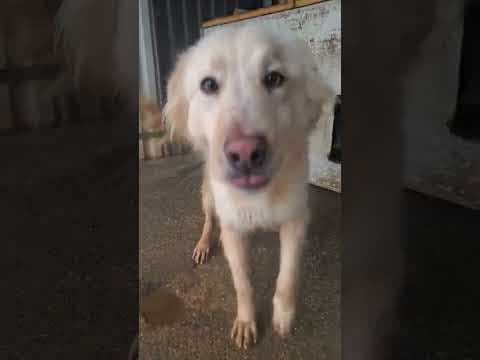 Wilson en vidéo 1