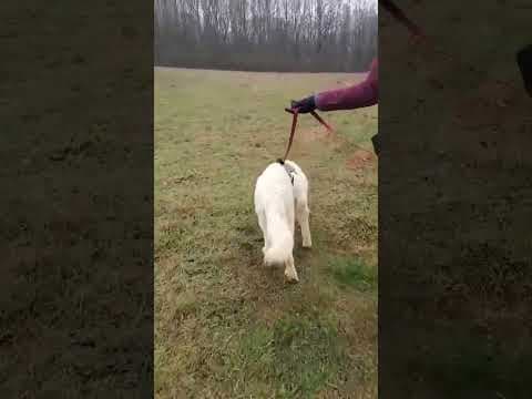 Cyrano en vidéo 2