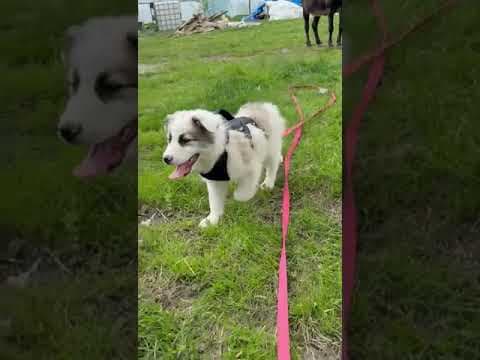 Buggy en vidéo 1