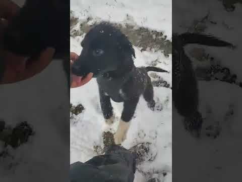 Loky en vidéo 1