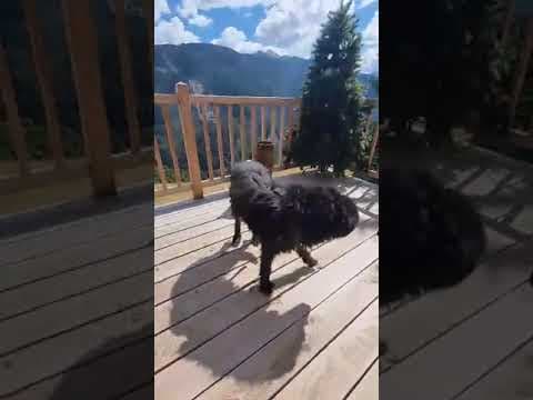 Avalon en vidéo 2