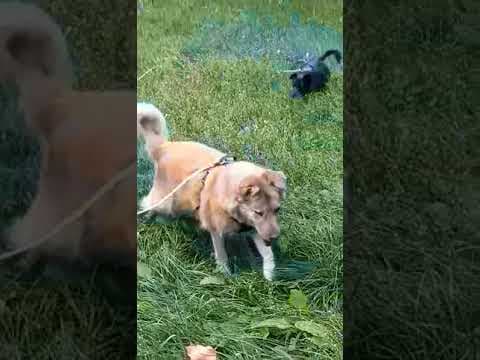 Thesee en vidéo 4