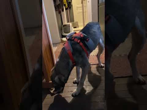 Scapa en vidéo 5