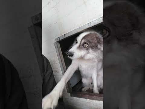 Chouky en vidéo 1