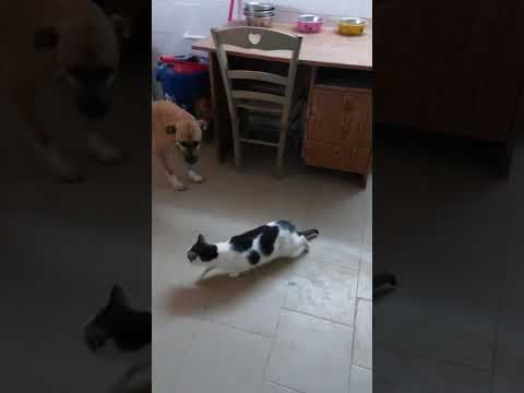Ferenc en vidéo 3