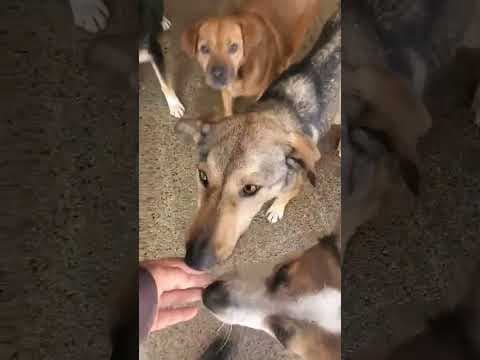 Ciacova en vidéo 5