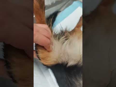 Pia en vidéo 2
