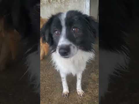 Paillette en vidéo 1
