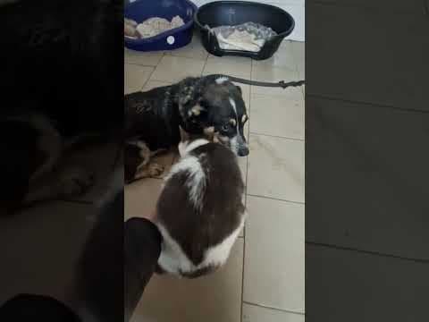 Bellini en vidéo 2