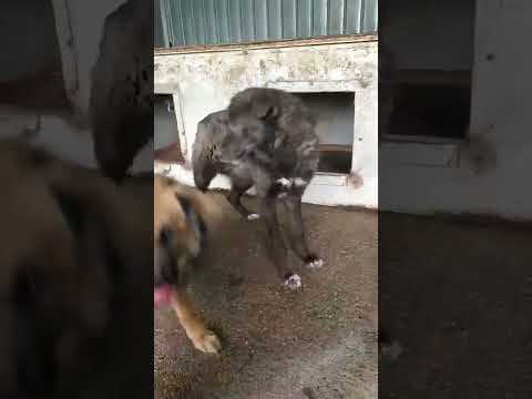 Tomm en vidéo 1