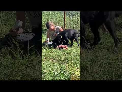 Volt en vidéo 1