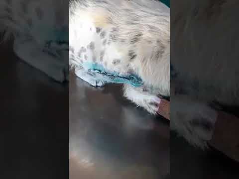 Kalisto en vidéo 4