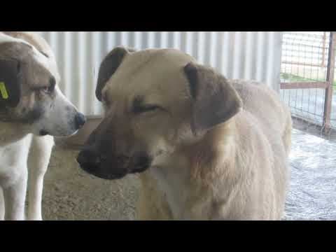 ** Bayou ** 4 Ans De Box en vidéo 5