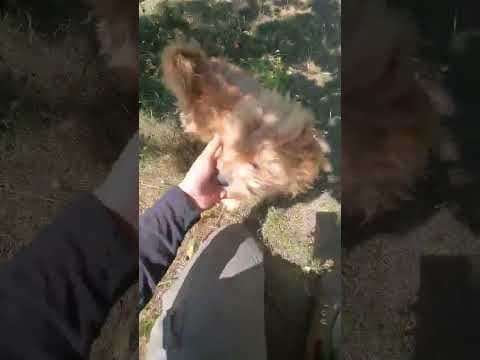 Risotto en vidéo 1