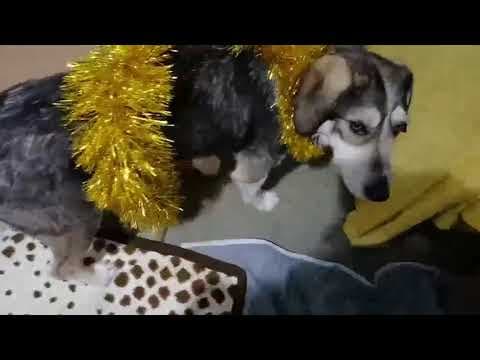 Reuben en vidéo 3
