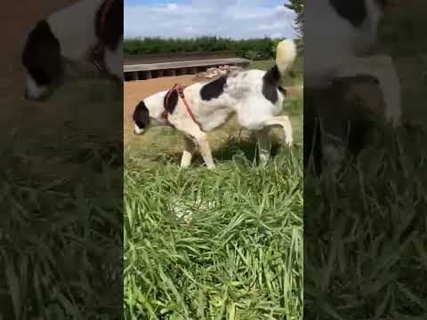 Sambo en vidéo 11