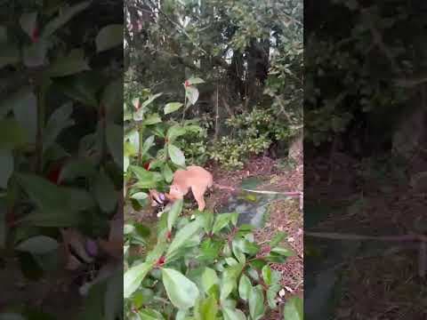 Ayvi en vidéo 12