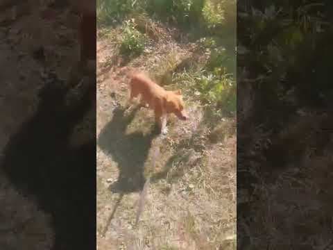 Sweet en vidéo 8