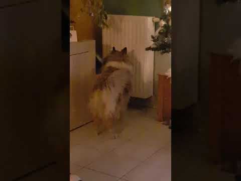 Hiona en vidéo 6
