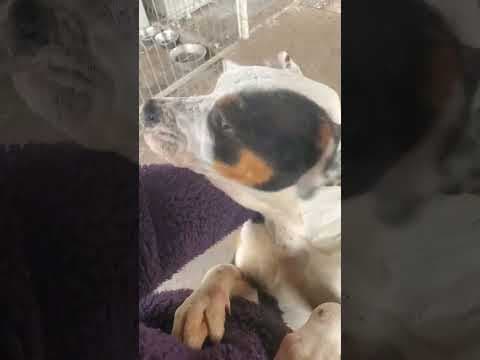 Tossaia en vidéo 1