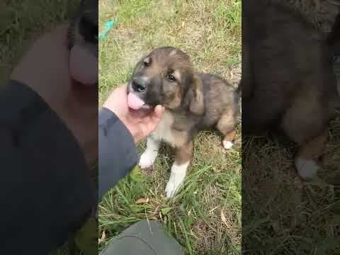 Smocky en vidéo 1