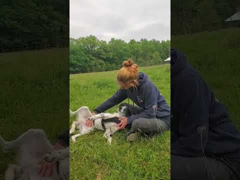 Orchidee en vidéo 5