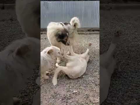 Yellow en vidéo 10
