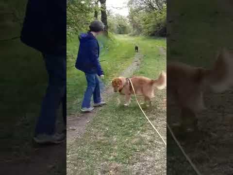 Colchique en vidéo 3